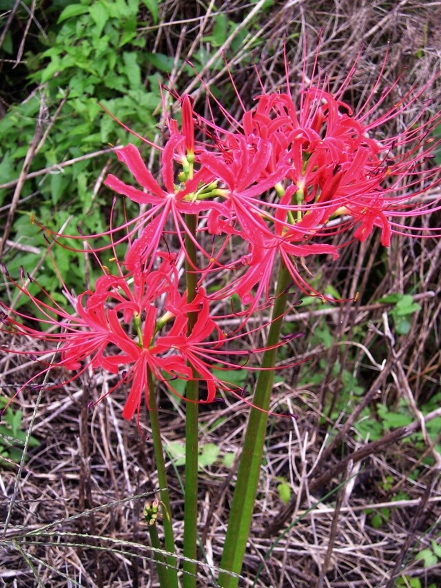 Lycoris radiata - Red Spider Lily - Magic Lily - 500 US-grown Flower Bulbs  | eBay