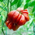 Tomato Santorini, 50 seeds | TSC: Heirloom & OP seeds, non GMO, Untreated