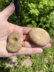 "Eiffelia" Fossils, Cambrian period, Age of Trilobites, Floyd County Ga