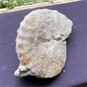 Texas NautilusShell Stone Specimen - Unidentified Natural Stone/ Approx. 4 in