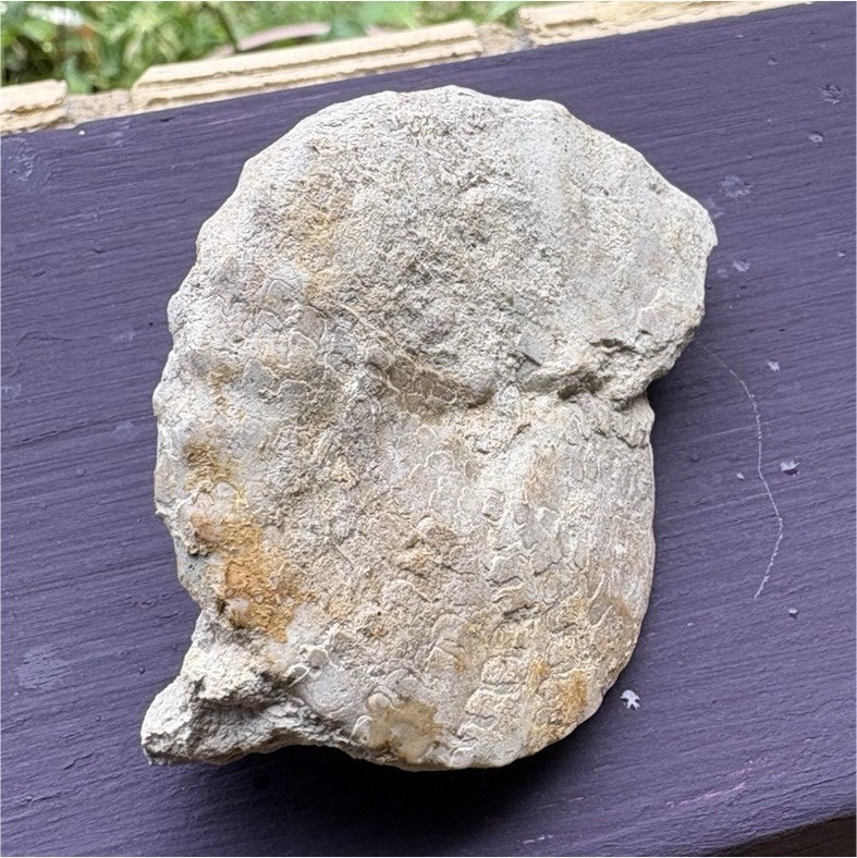 Texas NautilusShell Stone Specimen - Unidentified Natural Stone/ Approx. 4 in