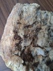 Pegmatite Straight Out The Hills of NC Loaded with Precious Minerals — photo 6