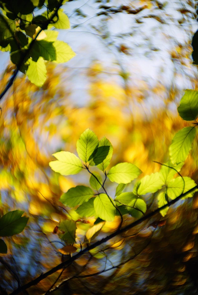 UNIQUE: M42 (Sony E) Meyer-Pentacon 2.4/75mm A Little Discovery 6-Element Design - Image 3 of 4