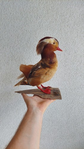 Pen raised Ginger Mandarin Duck Drake (Aix galericulata) Taxidermy Mount - Picture 3 of 6