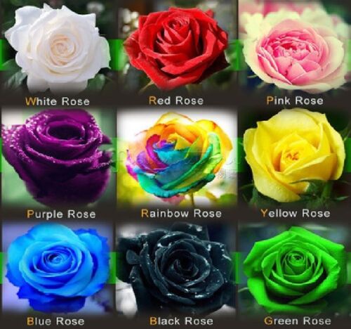 Rare Rainbow Red Yellow Green Black White Purple Blue Pink Colour Rose Seeds - Picture 1 of 25