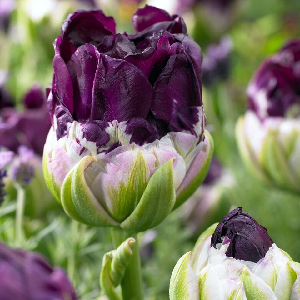 Easy to Grow Tulip Wow 10 Plant Bulbs, Spring Flowers Double Group Zones 3-8 - Image 2 of 2