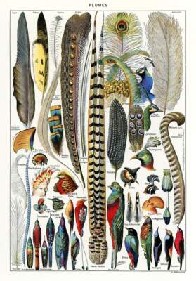 Plumes : Feathers :  Adolphe Millot : 1900 : Archival Quality Art Print