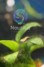 YELLOW LEMON AMANO ALGAE EATER - Freshwater Aquarium Shrimp. We combine shipping