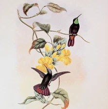 John Gould ELLIOT'S TOPAZ Hummingbirds Vintage Bird Art Print Bookplate S-9