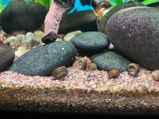 30 Ramshorn Snails of various shapes and sizes...and colors