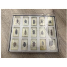 Sammler-Set Insekten Pr&auml;parate in Kunstharz-Bl&ouml;cken im Kunststoffkoffer