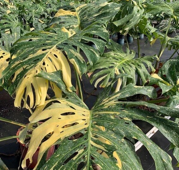 Monstera Thai constellation Variegated | eBay