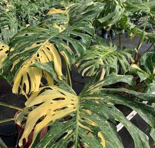 Monstera Thai constellation Variegated