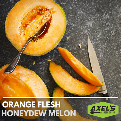 #ad Honeydew Orange Flesh Melon Heirloom Non GMO Seeds $40.00