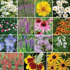 Wildflower Mix ALL PERENNIAL DEER RESISTANT Pollinators Bees Non-GMO 1000 Seeds!