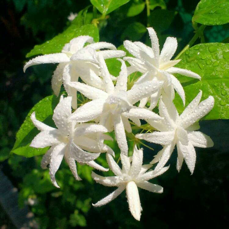 BELLE OF INDIA JASMINE~~Jasminum Sambac Double~Starter Plant~ Intensely  Fragrant | eBay