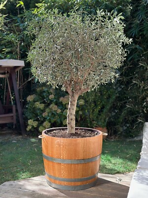 Grosser Olivenbaum im original Weinfass, Eiche geschliffen gelt - Kbel -  200cm | eBay.de