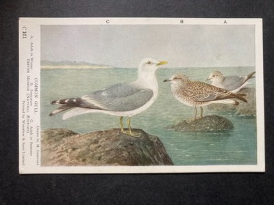 Die Gemeine Möwe Vintage Britische Seevögel Postkarte P83