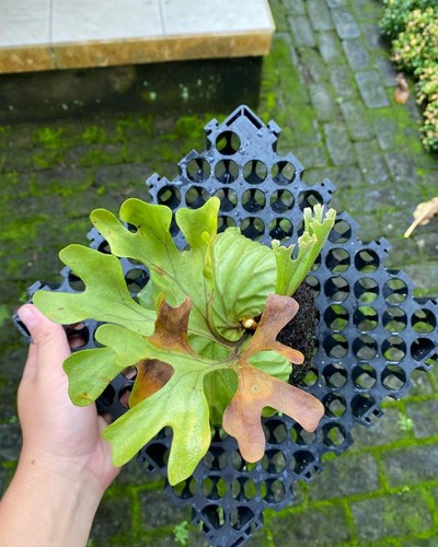 Platycerium Ridleyi buy 5 free 1 + free Phytosanitary Cert - Picture 2 of 8