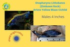 YELLOW BLAZE AFRICAN CICHLID +4" (MALE) Otopharynx Lithobates (Zimbawe Rock)