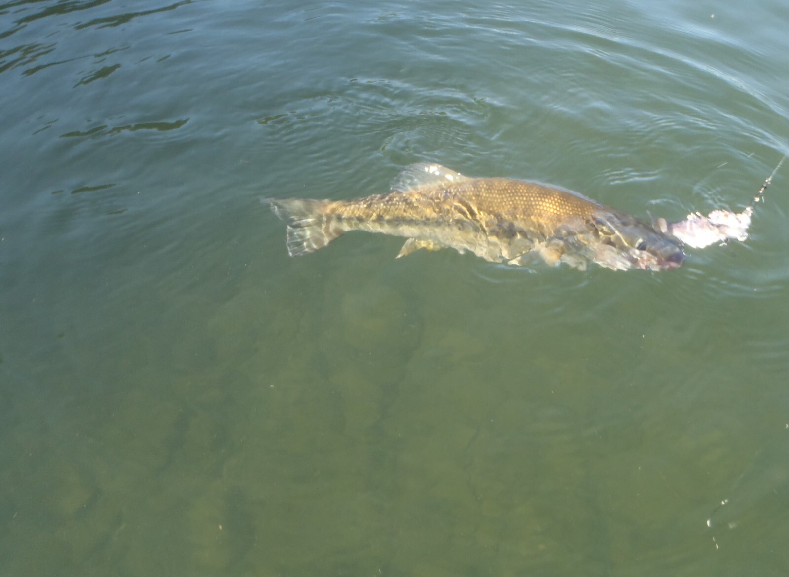 Swimbait sale auction 10 swimbaits  Striper swimbait fishing Glide Bait bass - Image 10