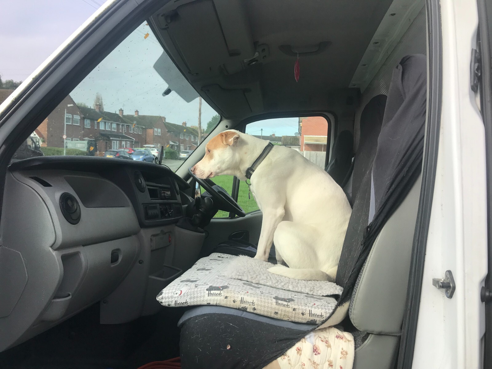 Used dog grooming van eBay