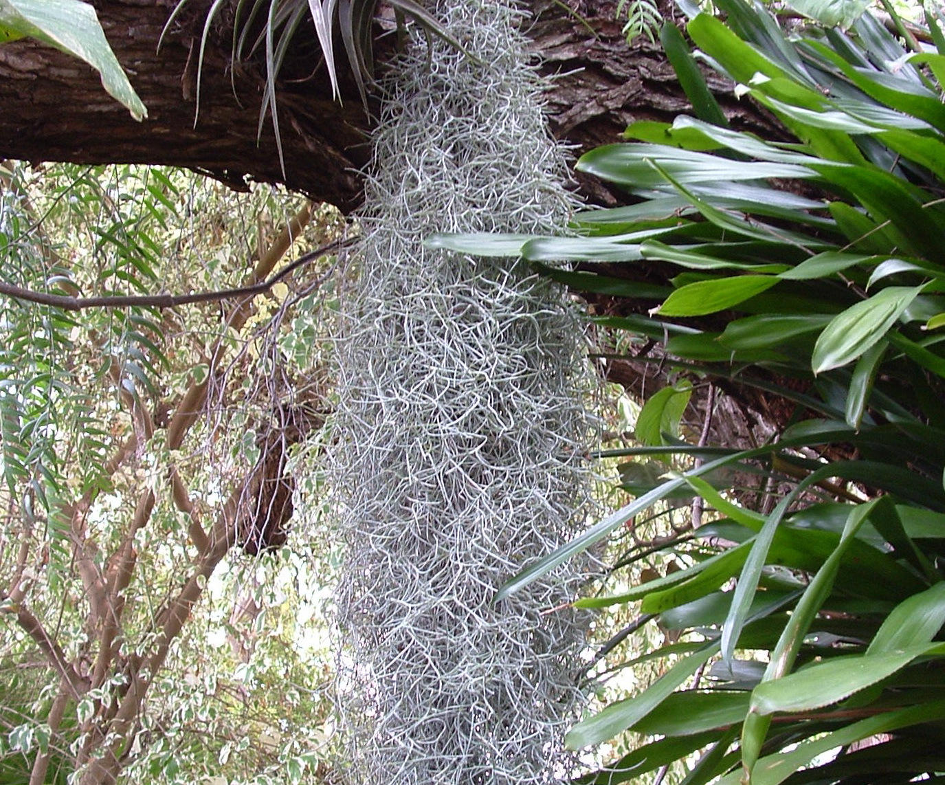 TILLANDSIA USNEOIDES - Clumping hanging species - with hanger - Green  flowers | eBay