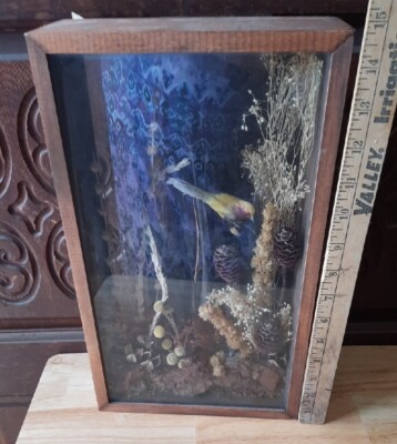 Vtg Wild Dried Grass Seed pods Fake Bird Framed Art 3D Picture Wood / Glass Box 