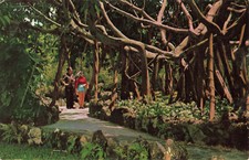 Postcard Florida Miami Giant Banyan Tree Ficus Altissima Parrot Jungle c1959 