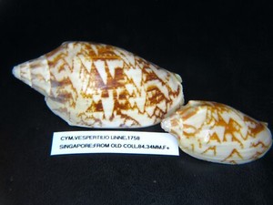 CYMBIOLA VESPERTILIO: VERY OLD SINGAPORE COLL 84.34MM w/FREE 2nd!