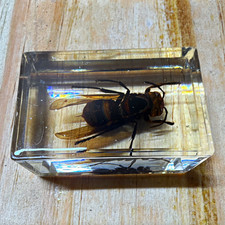Real Wasp Insect Specimen Encased in Clear Re...