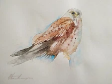 Kestrel, Birds, Watercolor artwork, Handmade, Original painting on paper
