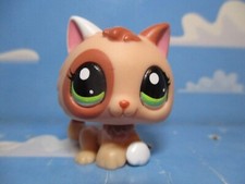 PETSHOP CHATON N°1818