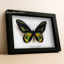 Ornithoptera for collectors | rare birdwing butterflies
