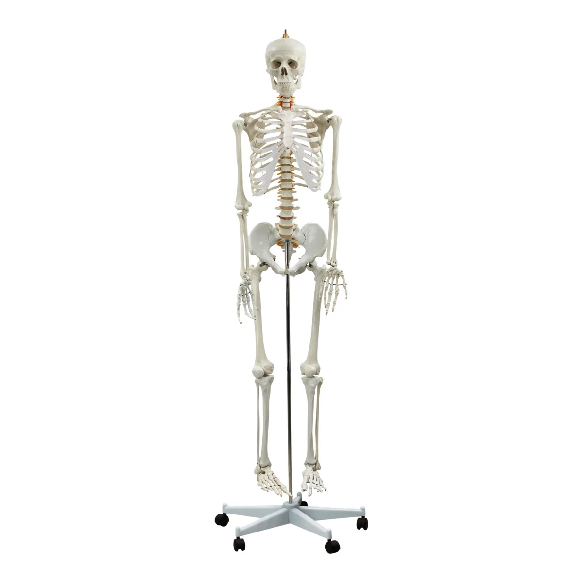 Modello anatomico maschile - La Vulvottega