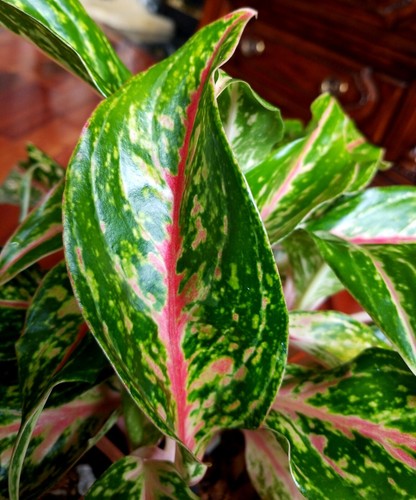 RARE XL Aglaonema Lao Nam Thong 19" Tall Multi Plants No Anthurium Philodendron - Picture 7 of 20