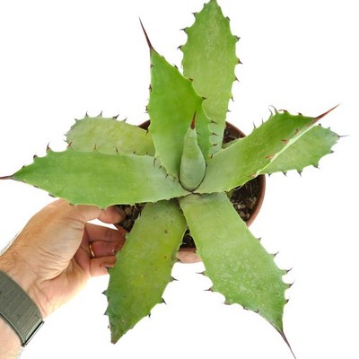 Agave bovicornuta x americana - Kuhhorn-Agave | Jahrhundertpflanze Hybrid