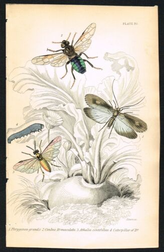 Caddisfly, Sawfly & Caterpillar – 1840 Hand-Colored Insect Print (Plate 30) - Picture 4 of 7
