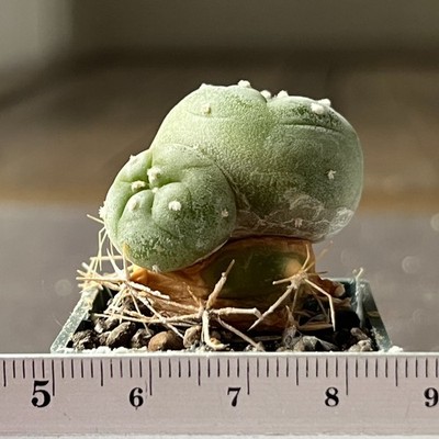 6-883 Best cactus VZD 036, La Trueba, SLP, grafted