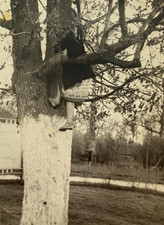 Beautiful Girl on a Tree Pretty Attractive Young Woman Soviet Vintage Photo USSR