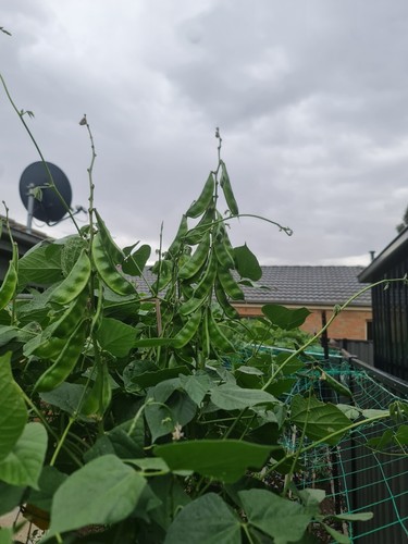 Hyacinth Bean (শিম) 7 Seeds Very High Yielding Indian Bangladeshi Shim OZ Grown - Picture 2 of 4