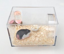 Dolls House Resin Guinea Pig in A Plastic Display Case 1:12 Scale tumdee