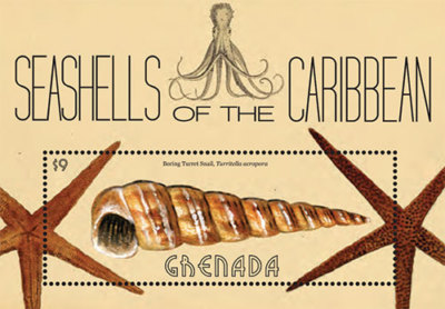 Greanda Sea Shell Grenada- Shells of the Caribbean Stamp - Souvenir Sheet MNH | eBay