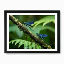 A Pair Of Vibrant Siam Blue Flies P Framed Wall Art Poster Canvas Print Picture