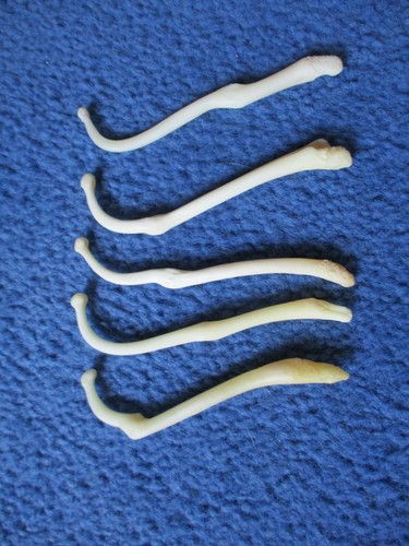 5 Real Raccoon Baculum Penis Unique BROKE & HEALED oddity RARE FREAK dick bone X