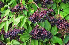 25 American ELDERBERRY FRUIT BUSH Shrub Tree Sambucus Nigra Canadensis Seeds