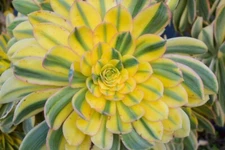 40 Sunburst Succulent Seeds Aeonium davidbramwellii