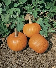 Pumpkin Wee Be Little    100 seeds