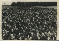Press Photo Men overlooking a large flock of turkeys - noc73484