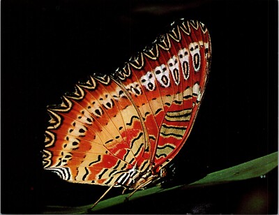 Vintage Postcard Thailand, North India and the Burma Cethosia Biblis Butterfly